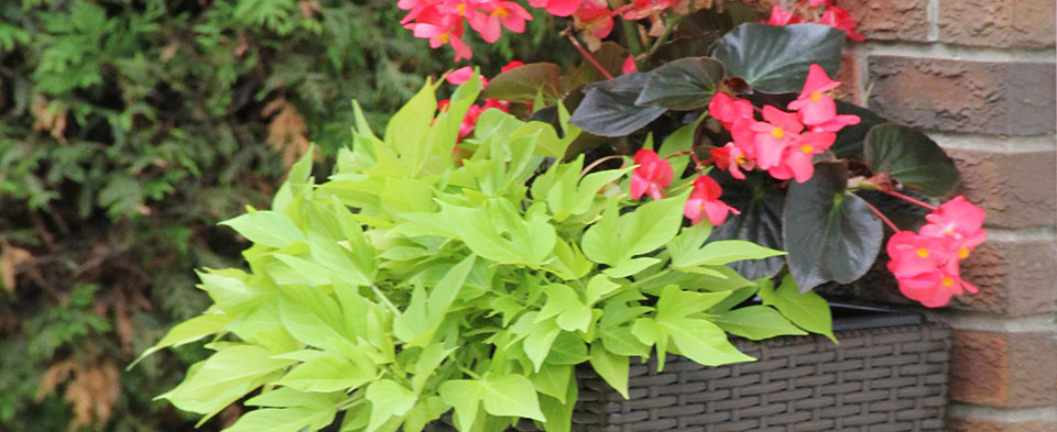 Landscaping Gardening